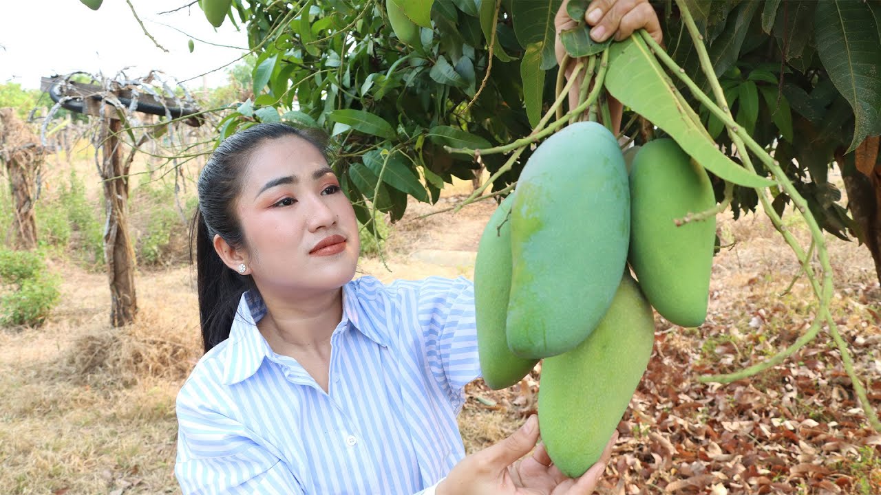 Countryside Vlog: Harvest green mango and cooking | Green mango recipe