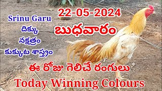 22 May 2024 Today Winning Colours#kukkutasastram @SrinuGariFarms @SrinuGaruSGF