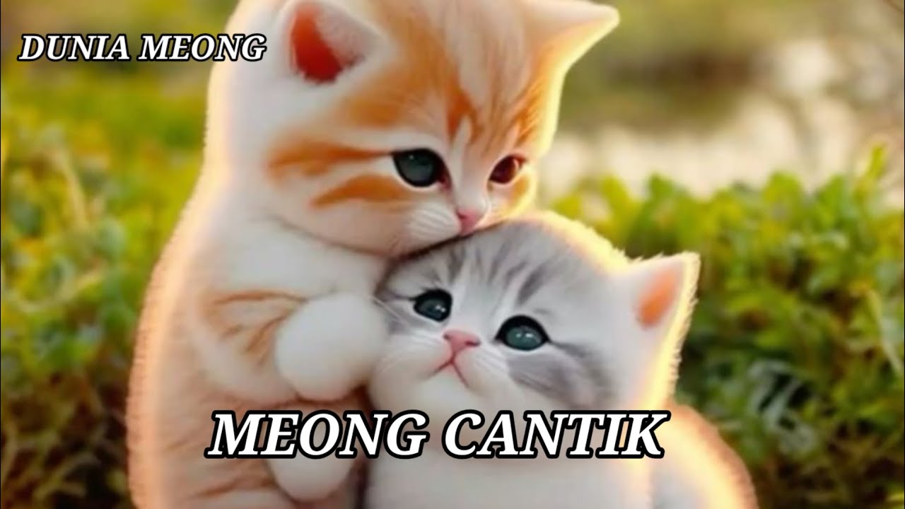 MEONG CANTIK