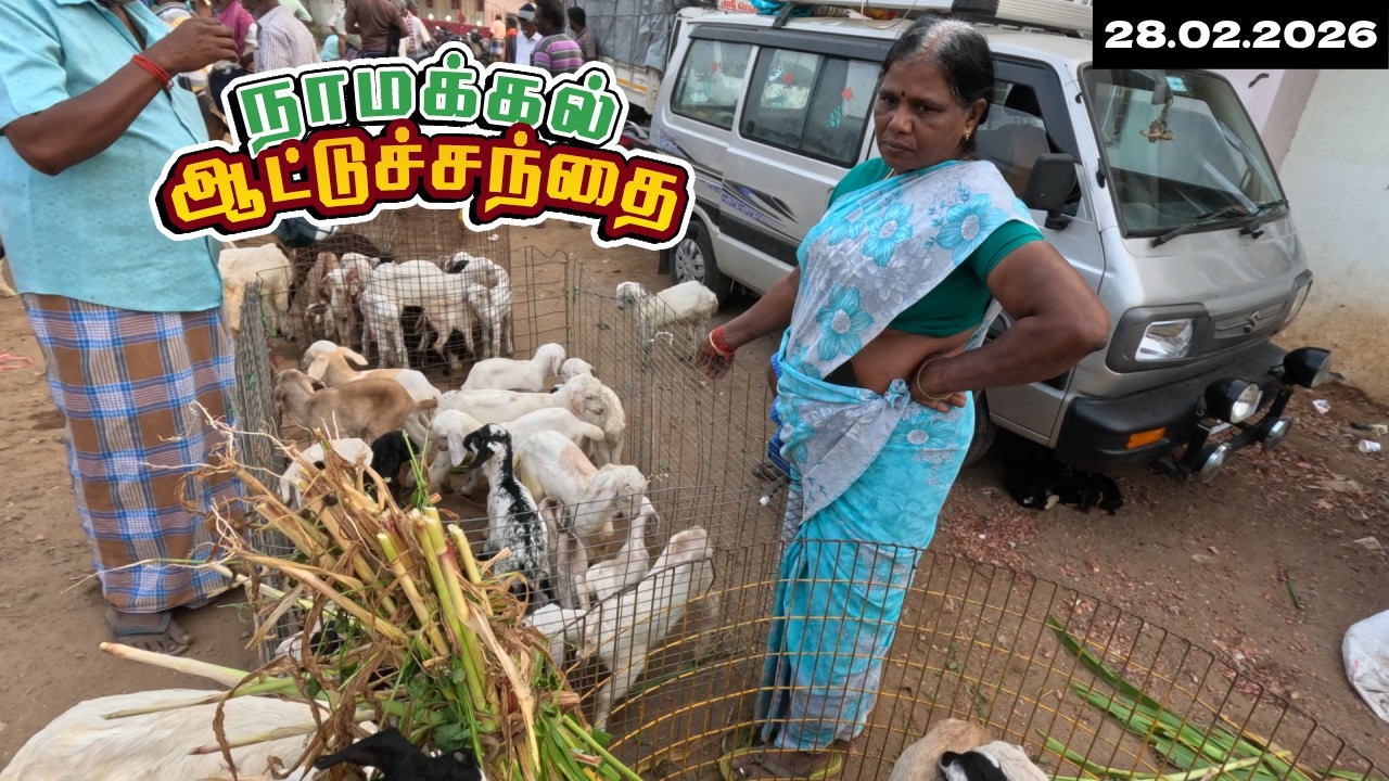 28.02.2026 Namakkal AttuSanthai Price Update ! Tamil |  Nadu Goat Market |  | Goat Farming
