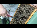 城市養蜂達人 實習教學- 繁蜂技巧