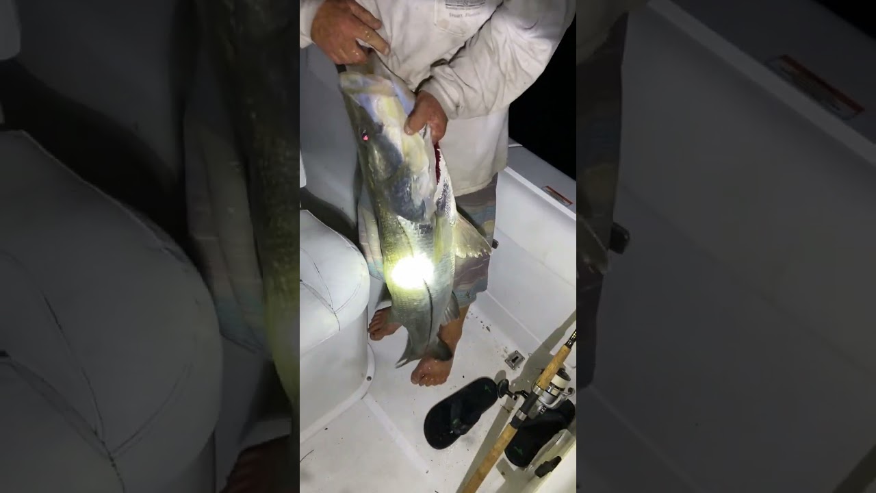 Gran daddy snook lady fish killer big big fish Florida snook boca grande FLA sw bass tv