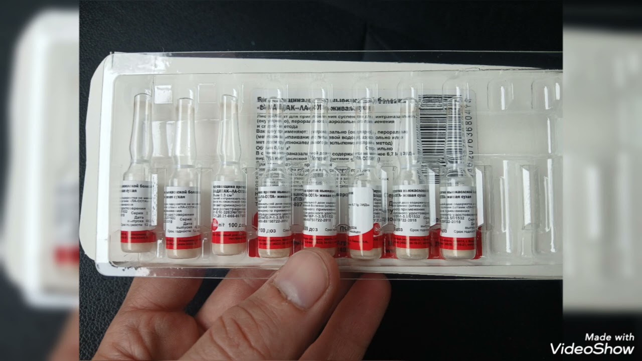 Табобати мург ва чуча 09.07.2025 Majid