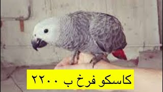 اسعار الطيور والببغاء في دبي الامارات ٢٠٢٥م