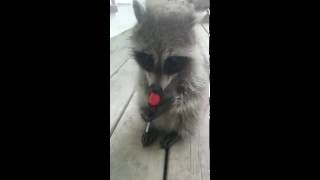 Baby Raccoon loves lollipop!