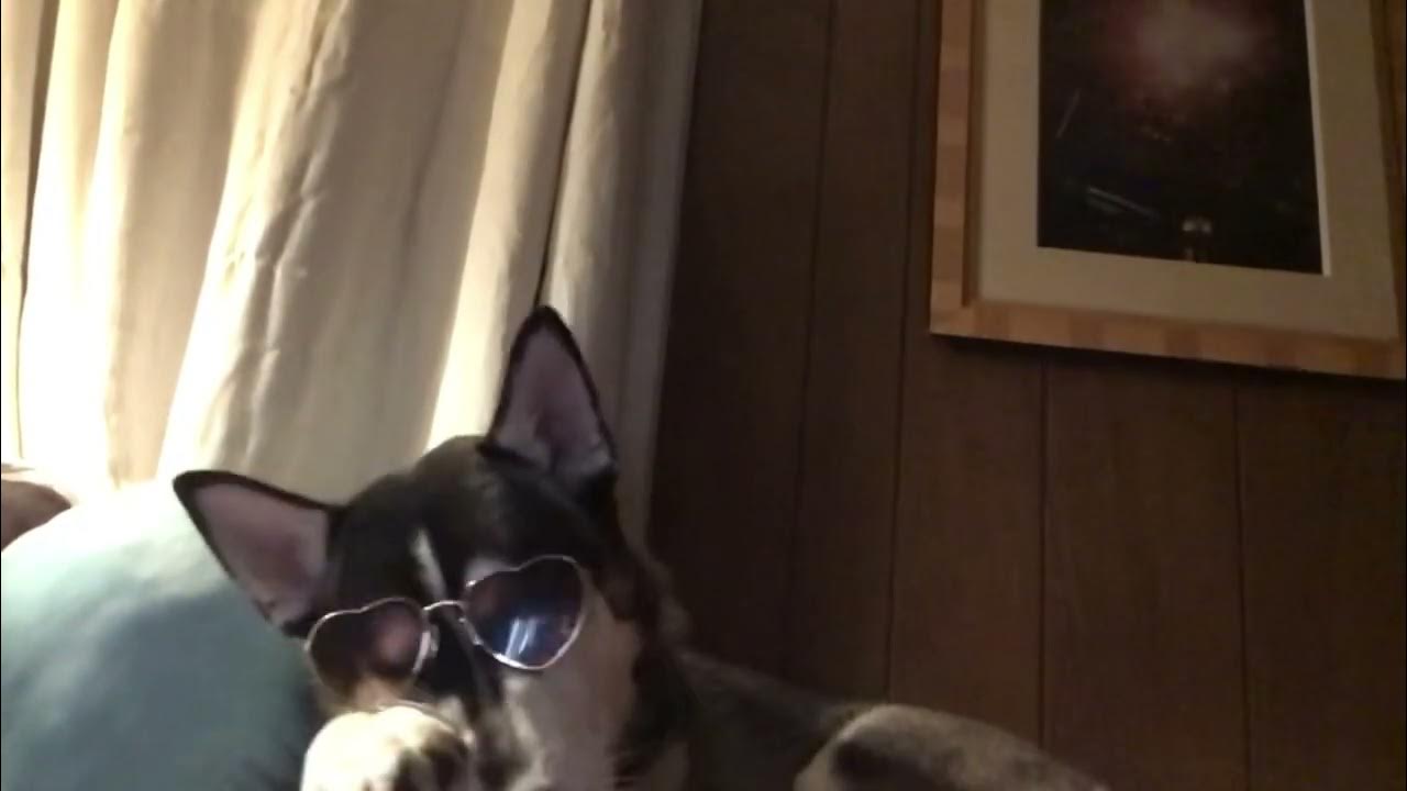 Dog Putting On Sunglasses YouTube dog-putting-on-sunglasses-youtube