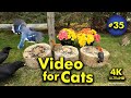 4k tv for cats  blue spruce and begonias  bird and squirrel watching  35