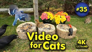 4K TV For Cats | Blue Spruce and Begonias | Bird and Squirrel Watching | Video 35