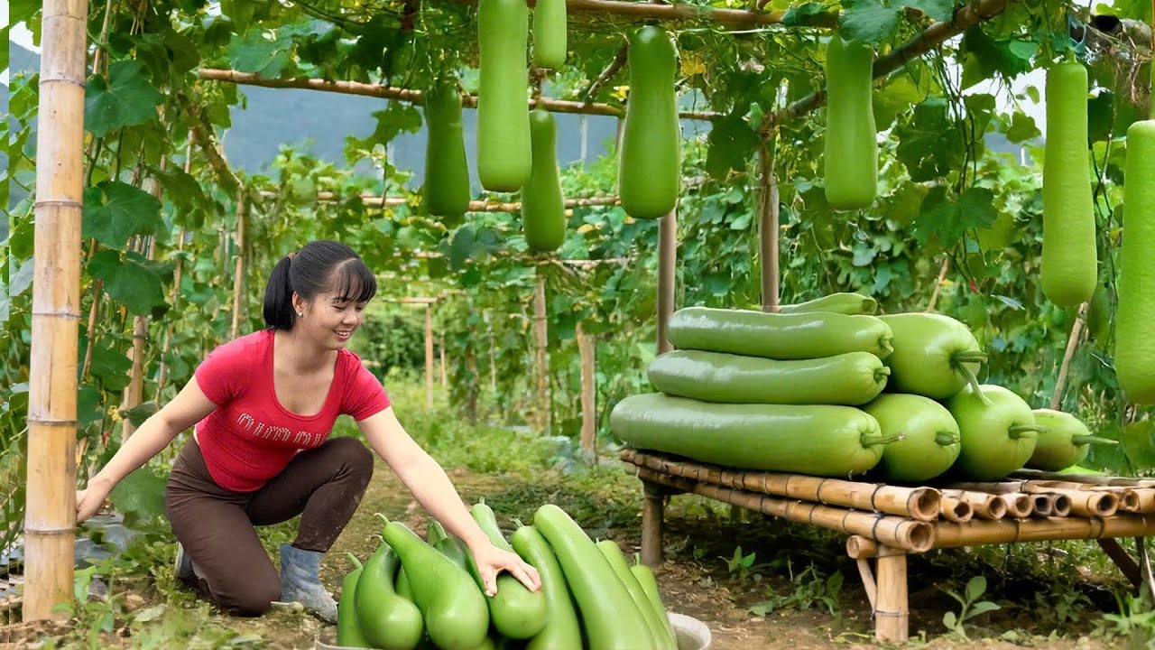 266 Days Growing Giant Green Squash (1.5Kg Each) | Incredible Harvest & Market Day