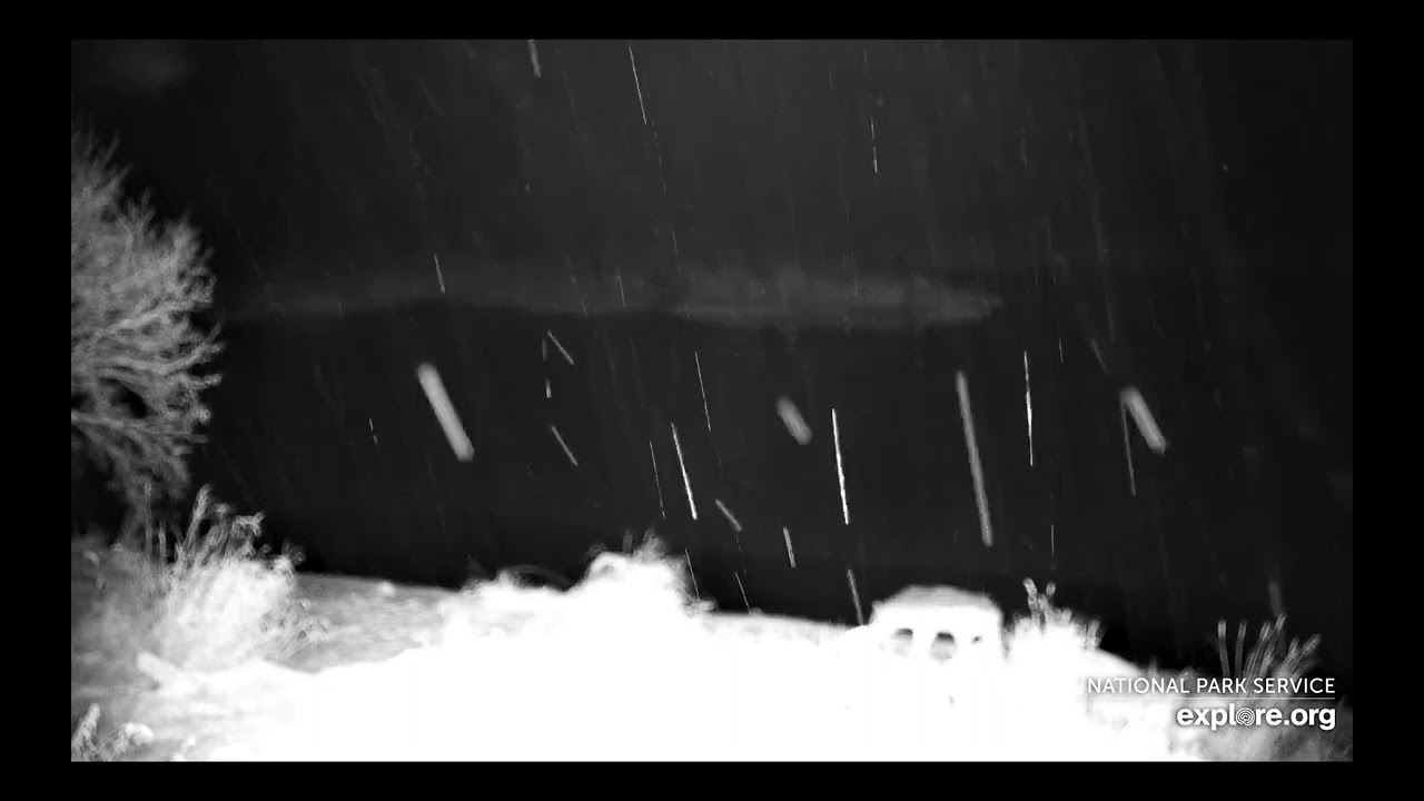 Brown Bear Cam, Kat's River View-  wolf, coyote, fox?? / explore.org 11/7/23