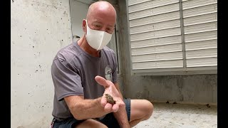 Frog Invasion in Underground Parking Garage