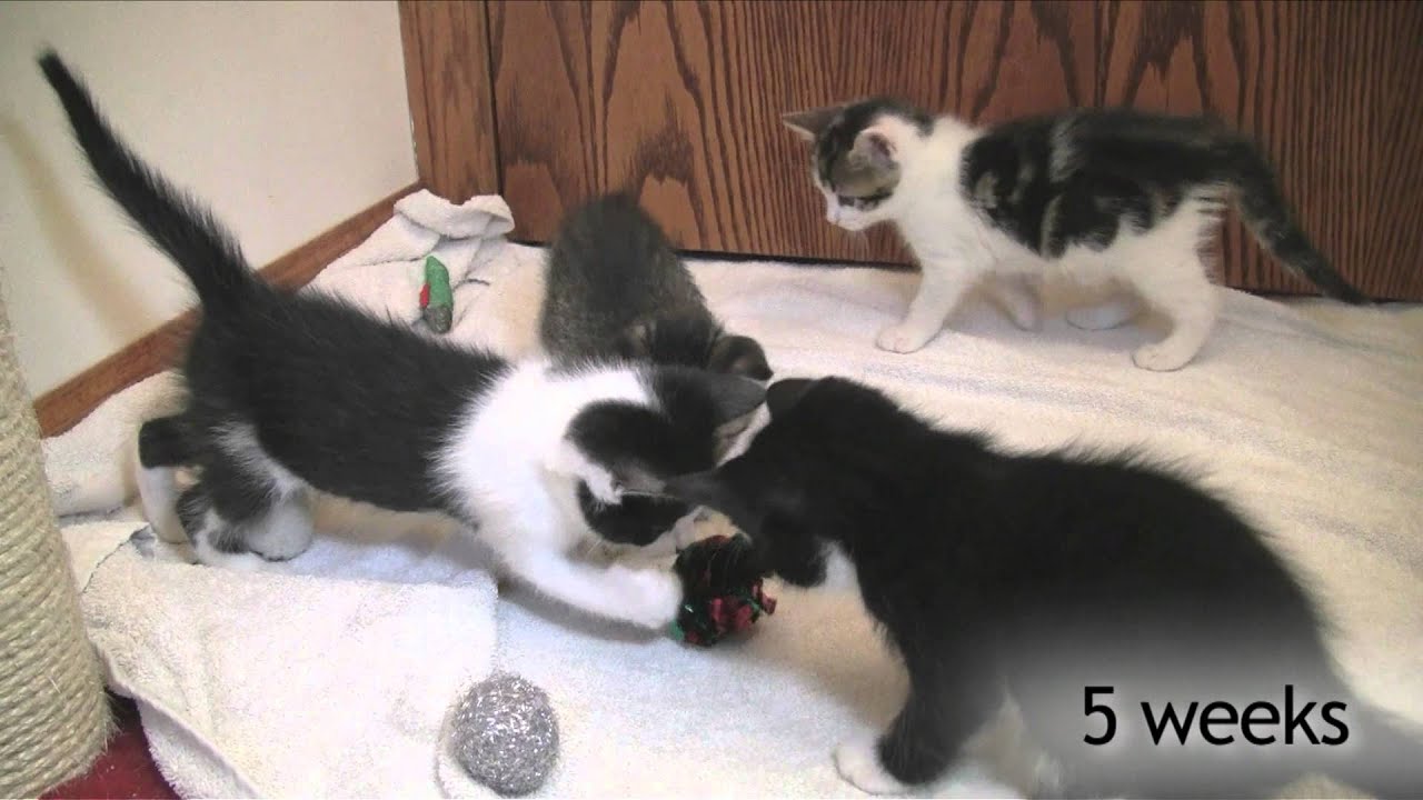 foster care gives kittens time to grow! 