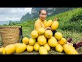 Harvesting yellow watermelons goes to the market sell - Take care of the pet | Ly Thi Tam