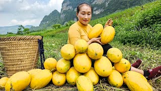Harvesting yellow watermelons goes to the market sell - Take care of the pet | Ly Thi Tam