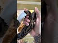 Should You Feed Your Snake Outside Of Its Cage? 🤷🏽‍♂️🐍 #snake #terrarium #reptiles