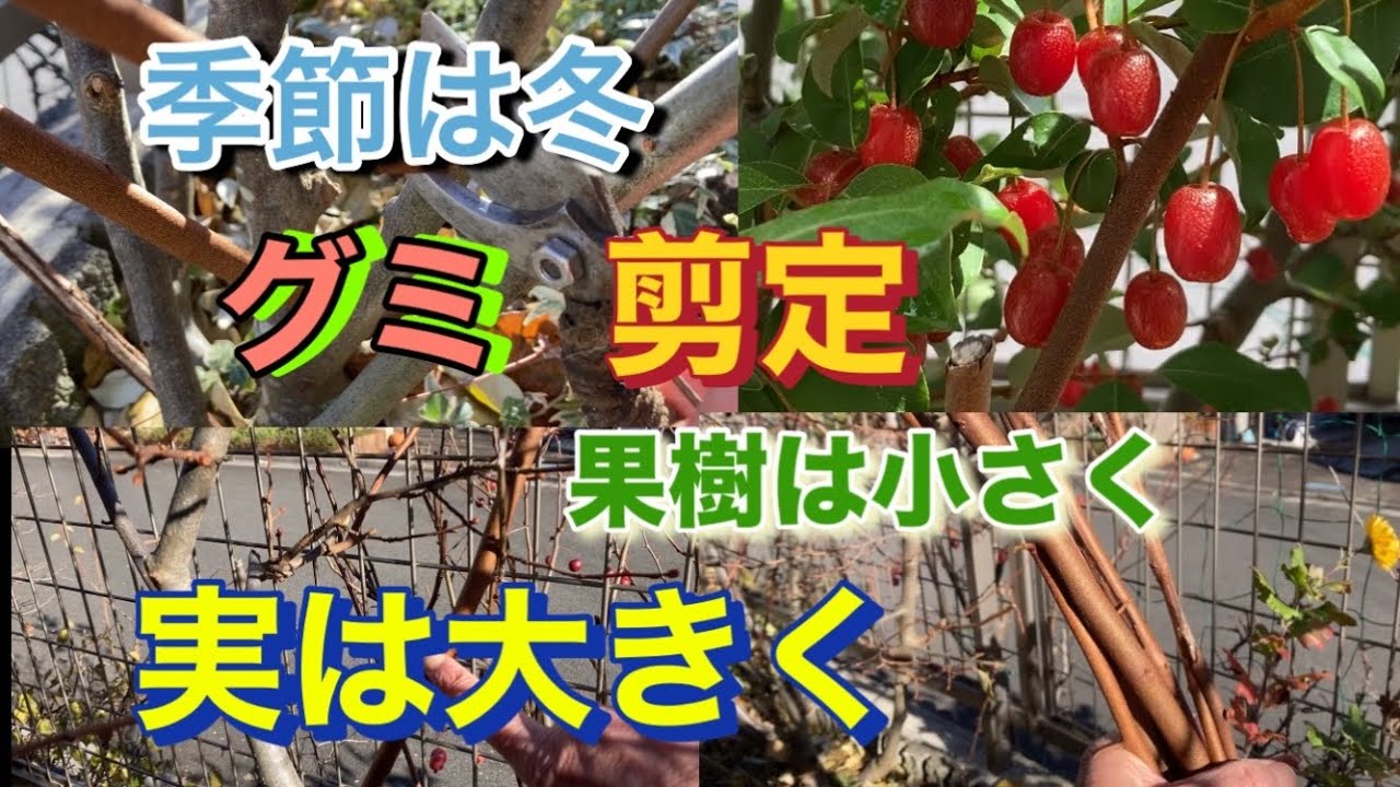 【グミ、冬剪定】果樹は小さく、実は大きく