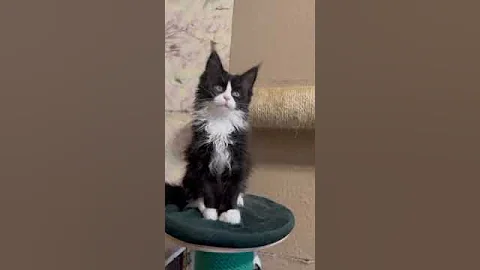 Video 10408821: maine coon kittens love, maine coon cat, black white maine coon, color maine coon