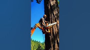 Wait… How Is He Cutting This HUGE Tree From Up Here?! 😳🪓#treecutting#chainsaw#jcb#dhurandhar#latest