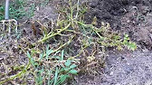 Harvest Time! 1 Potato 2 Potato 3 Potato MORE!
