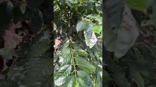 Café oro azteca en etapa de producción (temo Chiapas México) 2026