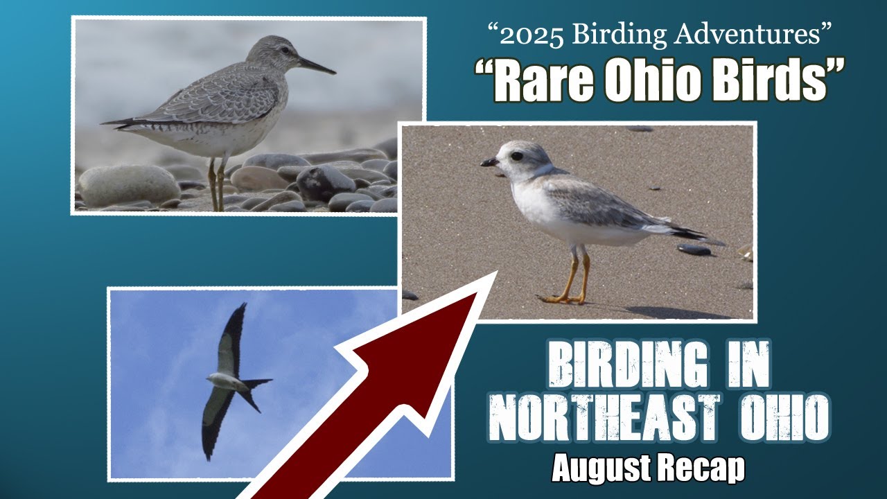 2025 Birding Adventures - Finding Amazing August Birds in Ohio - August recap