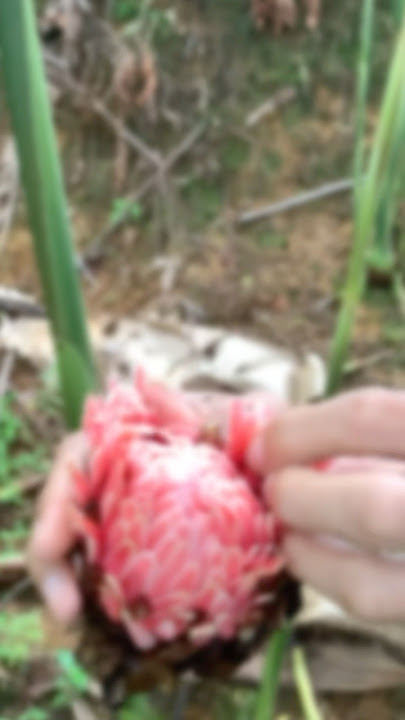 This rhombeh flower is so magical, it suddenly looks like it's possessed