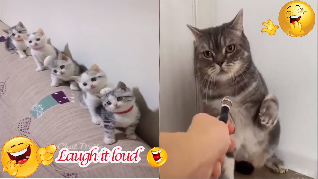 Funniest cat video 2023 🤣🤣😜 Episode 12funny dog 🐶funny animal video