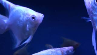 Silver Marbled Angelfish (Pterophyllum scalare)