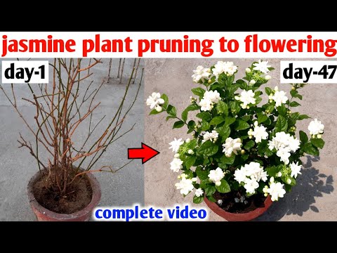 jasmine plant pruning to flowering|complete video|jasmine care after winter season|jasmine|mogra