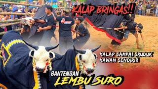 ANGKER! bantengan LEMBU SURO mberot! kerasukan demit mburing!! langsung full obrak abrik kalangan!!