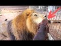 Tiny Dog Thrown Into A Lion’s Cage, Then The Lion Smells Him