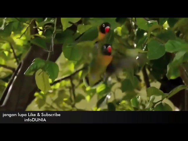 Lovebird teryata di alam liar Afrika begini karakternya, Lovebird in the wild in Africa class=