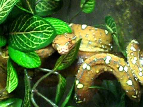 Green tree python drinking