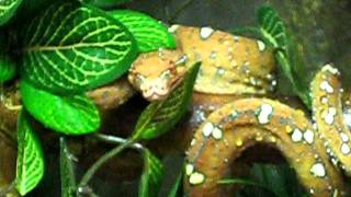 Green tree python drinking