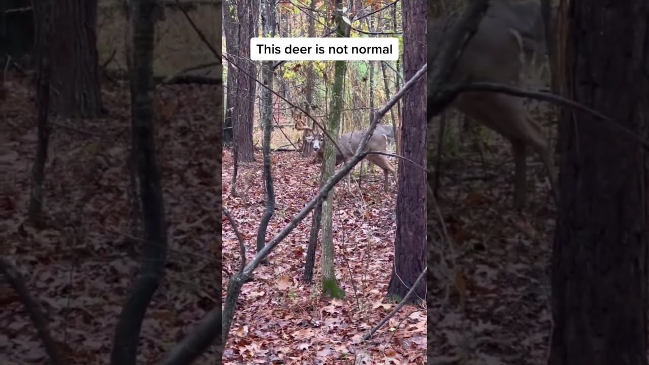 This Is NOT A DEER Cryptic Spooky Horrorstories Scary Haunted Animal Shorts Viral Wildlife