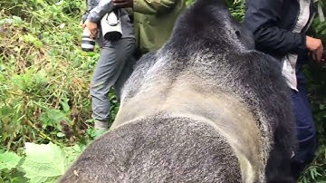 Touched by a Wild Mountain Gorilla - The Day I Got In It