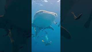 Download Lagu Have you ever seen whaleshark?? #thailand #kohtao #diving #scuba #scubadiving #dive #travel #fyp MP3
