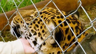 Jaguar Orphan Released into the Wild | Jaguars Born Free | BBC Earth