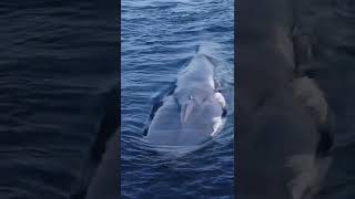 الحوت الازرق العملاق اكبر مخلوقات الارض