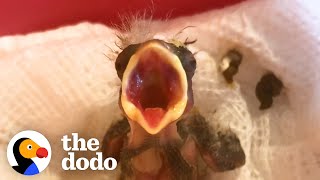 Tiny Featherless Finch Grows Up So Quickly With Help From A Friend | The Dodo Little But Fierce