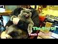 British Blue Cat Oophen. Teeth Brushing