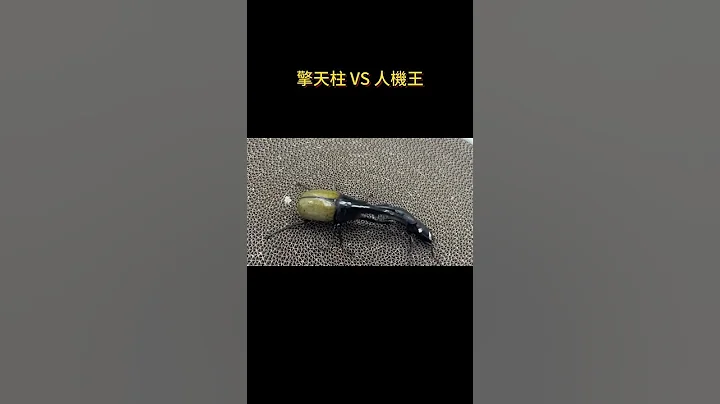 擎天柱首戰人機王#長戟大兜蟲 #巴拉望巨扁 #甲蟲 - 天天要聞