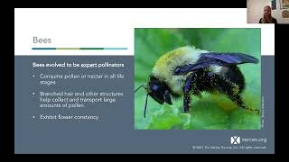 Home Gardening Webinar 2022: Exploring the Lives of Iowa's Bumble Bees
