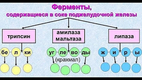 Поджелудочная ЖЕЛЕЗА вырабатывает ФЕРМЕНТЫ для расщепления пищи: АМИЛАЗУ, ЛИПАЗУ, ТРИПСИН