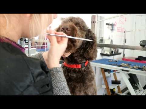 how-to-groom-a-labradoodles-face