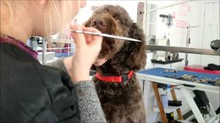 HOW TO GROOM A LABRADOODLES FACE