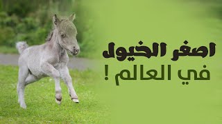 اصغر الخيول في العالم  !