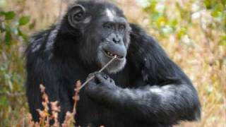 Chimpanzee Primate socio-ecology  (I) Dr. McGrew