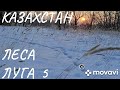 2023 02 РК Леса Луга !! 5 !! Павлодарская область !!