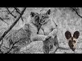 Lion Cubs #SafariWithBrent Season 1 Episode 9 - The Search for Bucket and BB the Lion Cubs